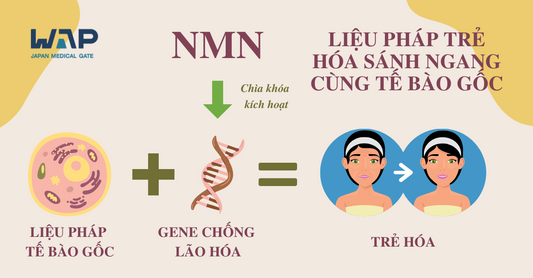 NMN – CHÌA KHÓA “MỞ CỬA” CHO GENE CHỐNG LÃO HÓA, LIỆU PHÁP TRẺ HÓA MỚI SÁNH NGANG CÙNG TẾ BÀO GỐC